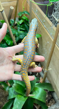 Load image into Gallery viewer, Adult Schneider’s Skink