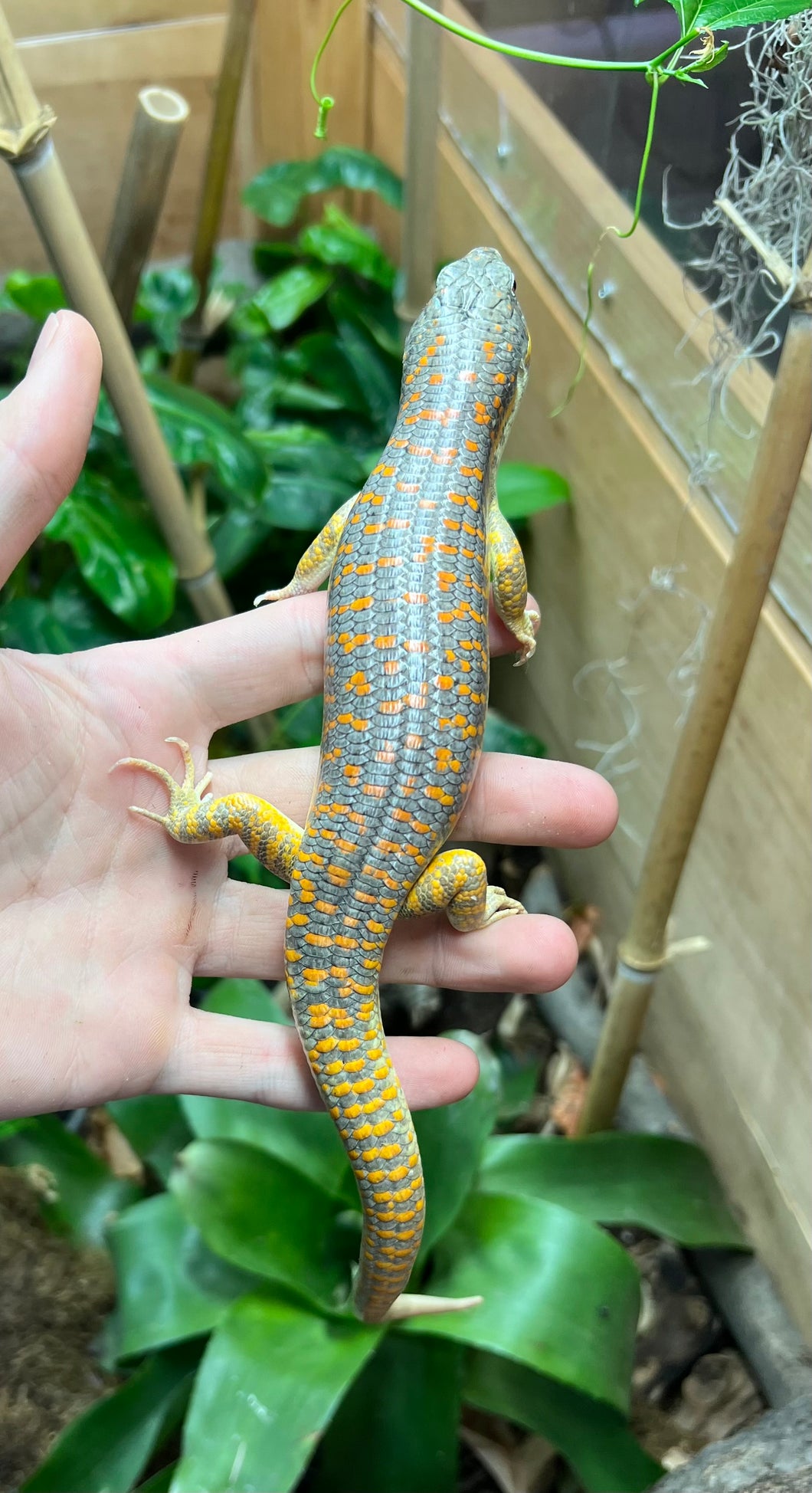 Adult Schneider’s Skink