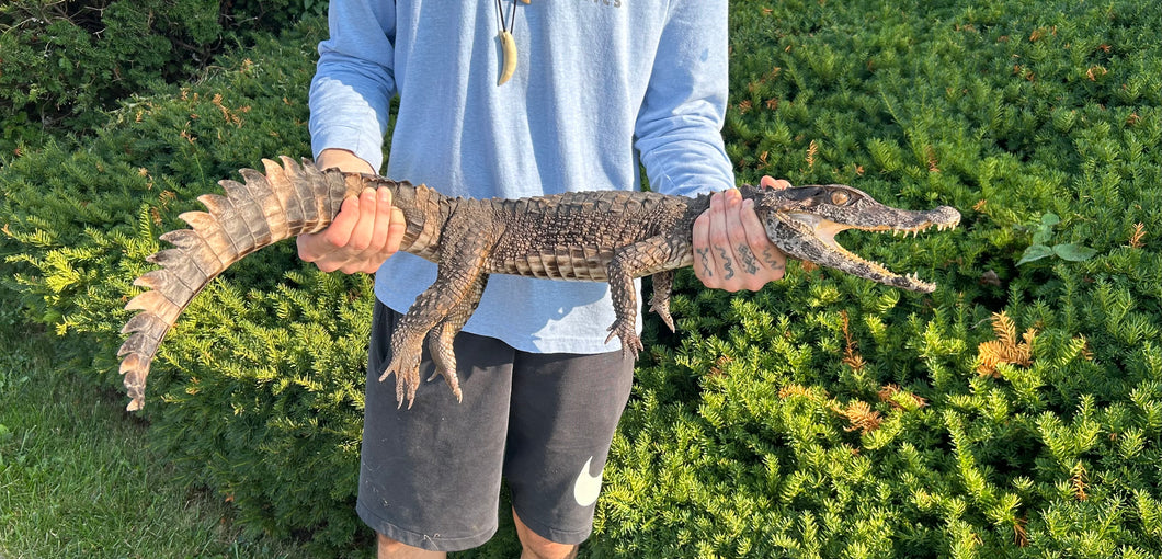 Sub-Adult Smooth-Fronted Caiman (Male)