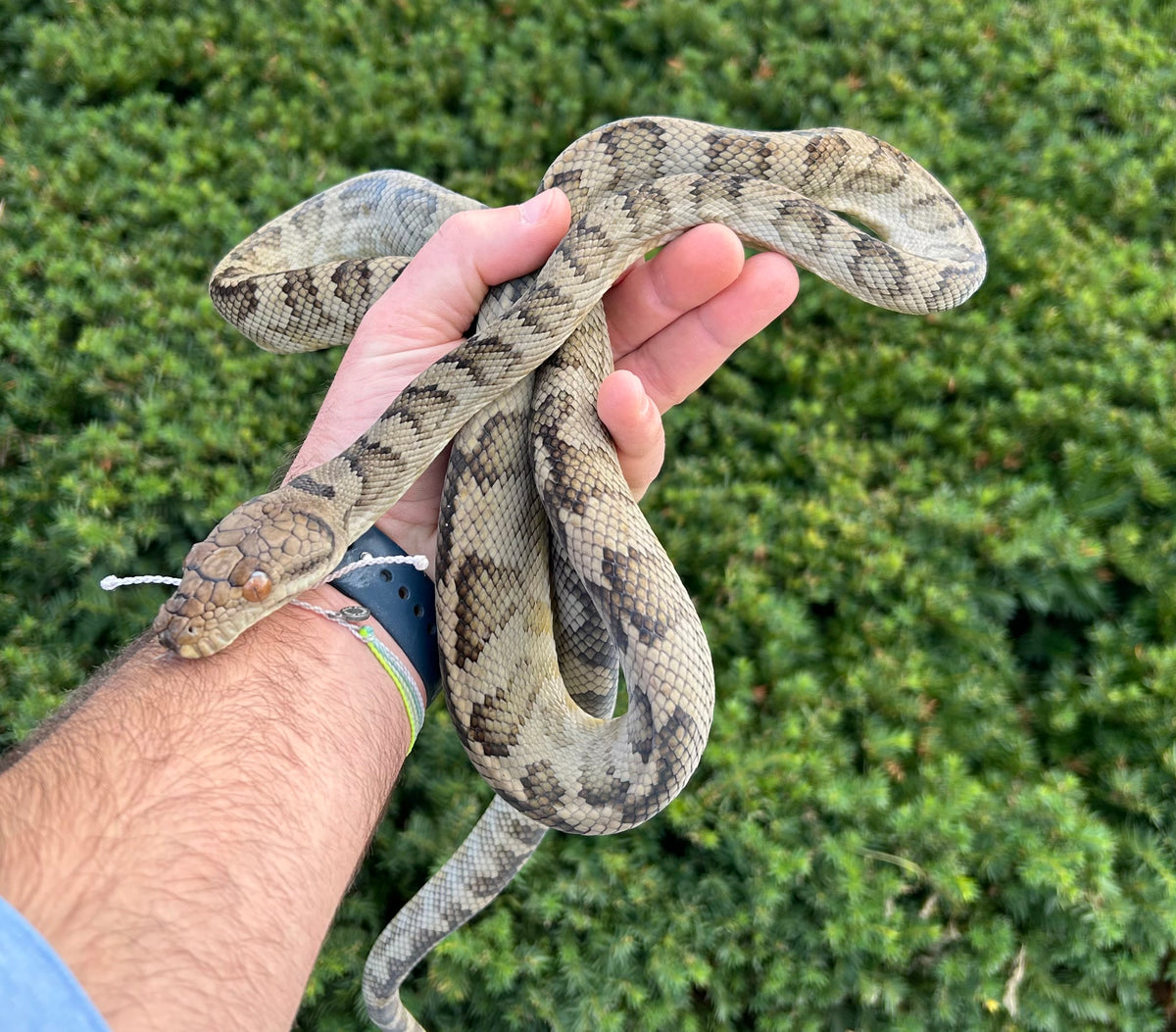 Scrub Python Fat Large Sub-Adult Halmahera Scrub Python (Male) – Scales and Tails of Ohio