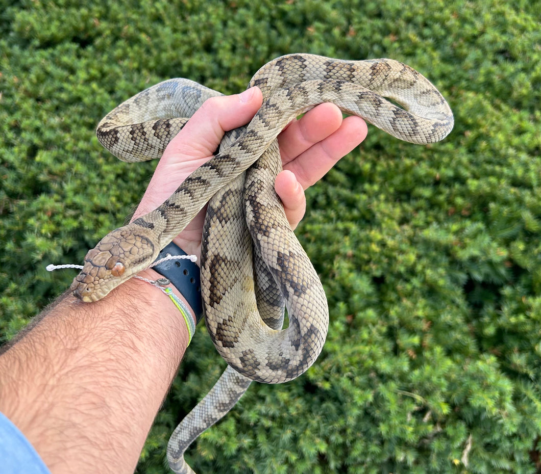 Sub-Adult Halmahera Scrub Python (Male)