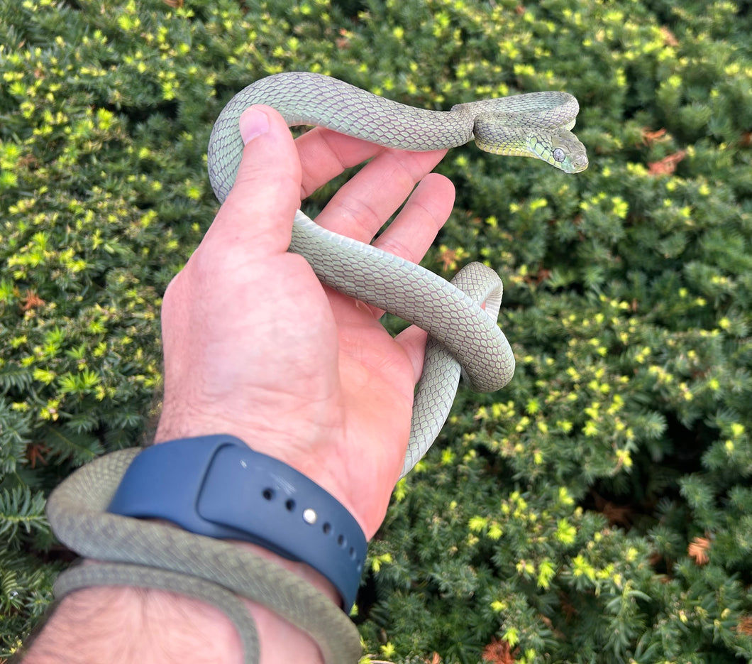 Sub-Adult Green Headed Cat Snake (Male)