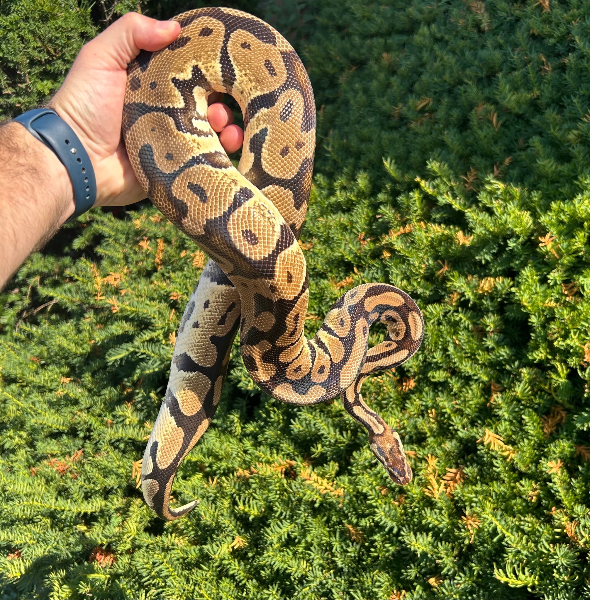Adult Pastel Ball Python (Male) – Scales and Tails of Ohio