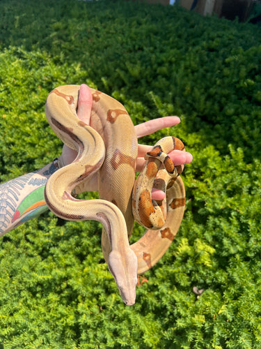 Adult Pastel Dream Monster-Tail Hypo Jungle het VPI T+ Boa Constrictor (Male)