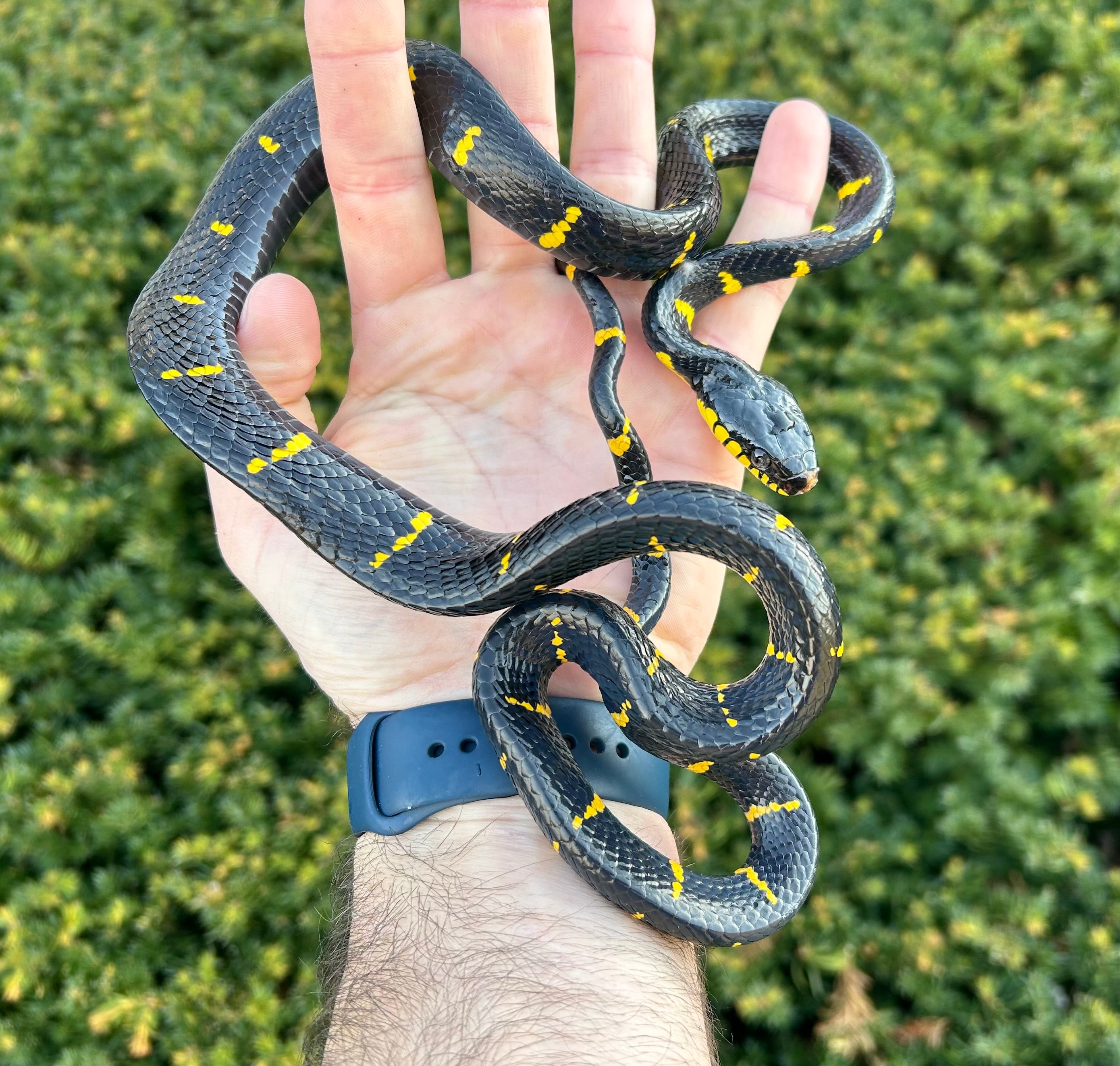 boiga melanota for sale Boiga melanota western mangrove cat snake 📷 Panasonic Lumix g9 mark II 🔭  M.ZUIKO ED 12-45mm F4.0 PRO 💡Godox v350 ⚪️ cygnustec diffuser 🤌🏻 Single  shot. #herping #wildlife #herpingtheglobe main image 1