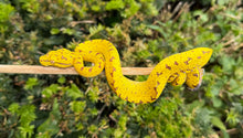 Load image into Gallery viewer, Baby Biak Green Tree Python (1)