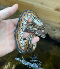 Load image into Gallery viewer, Baby Cinnamon Ball Python