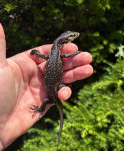 Load image into Gallery viewer, Baby Sulawesi Water Monitor (4)
