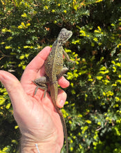 Load image into Gallery viewer, Small Sailfin Dragon (5)