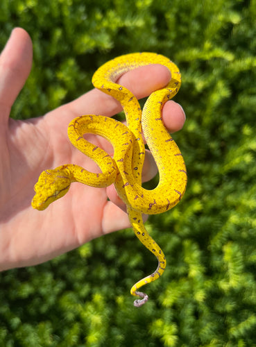 Baby Merauke Green Tree Python (1)