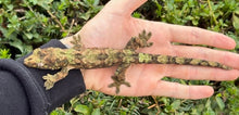 Load image into Gallery viewer, Adult Pine Island Chahoua Gecko (Male)