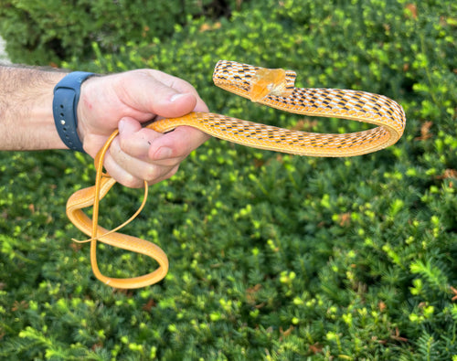 Orange Asian Vine Snake