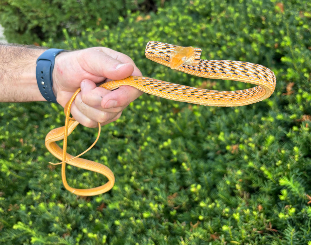 Orange Asian Vine Snake