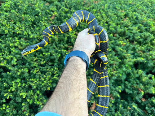 Adult Indonesian Mangrove Snake (Male 2)