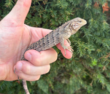 Load image into Gallery viewer, Baby Lewisi Rock Iguana (2)