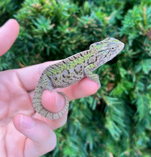 Load image into Gallery viewer, Adult Carpet Chameleon (Pair)