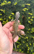 Load image into Gallery viewer, Small Sailfin Dragon (2)