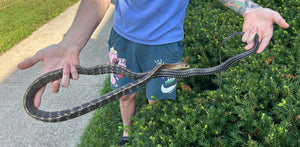 Sub-Adult Greater Keeled Ratsnake