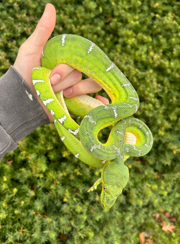 Adult Emerald Tree Boa (Female 2)