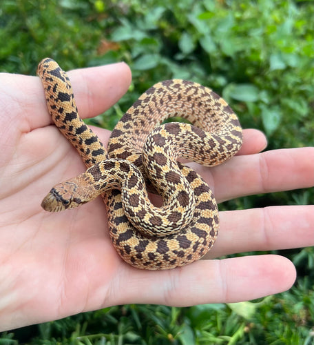 Baby Kingsville Red Bullsnake