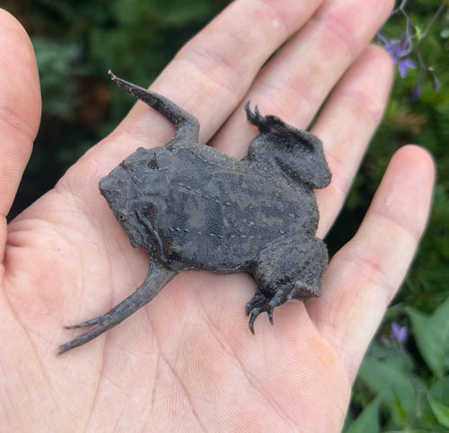 Suriname Toad