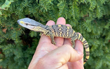 Load image into Gallery viewer, ‘High-Color’ Baby Black Throat Monitor (1)