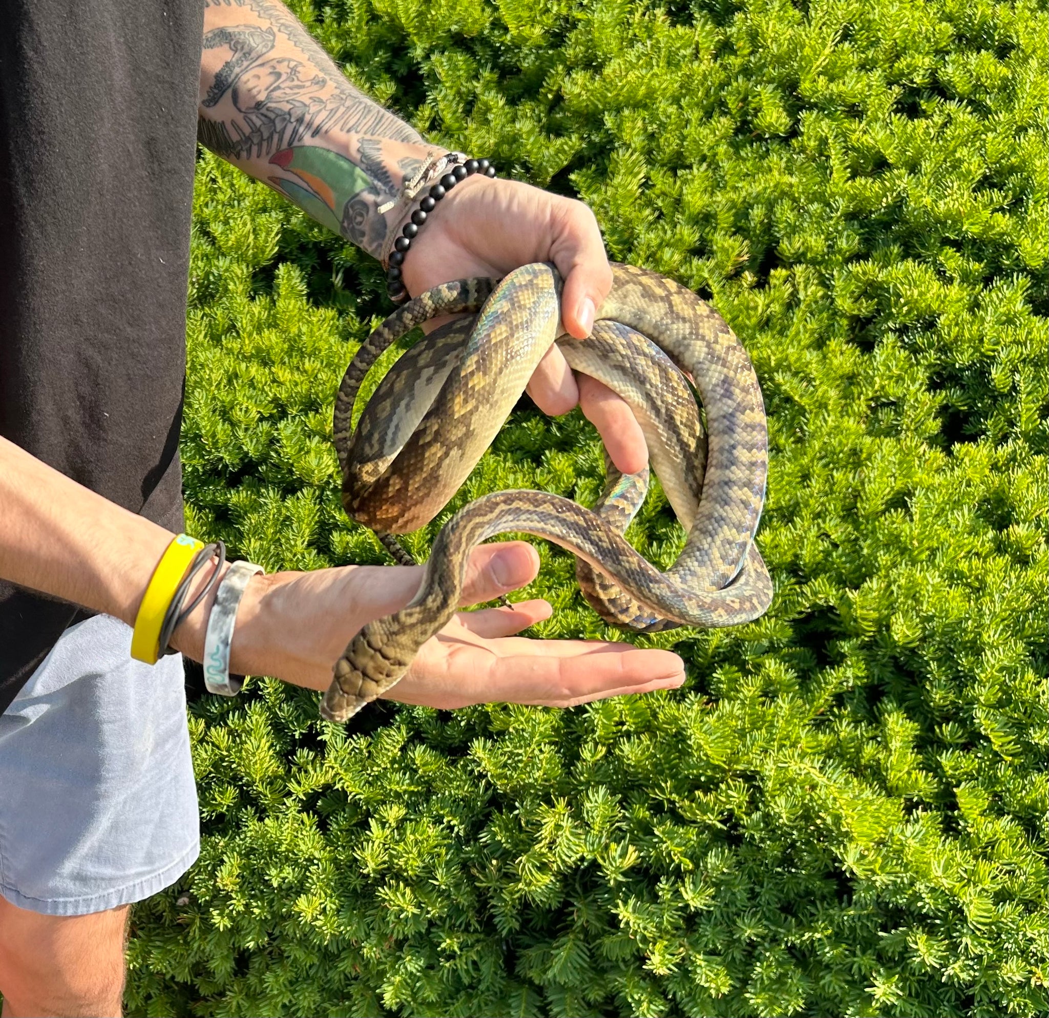 Sub-Adult Merauke Scrub Python (Female) – Scales and Tails of Ohio