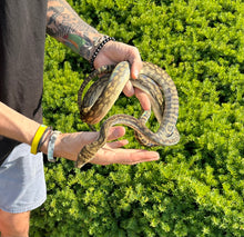 Load image into Gallery viewer, Sub-Adult Merauke Scrub Python (Female)