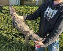 Load image into Gallery viewer, Sub-Adult Smooth-Fronted Caiman (Male)