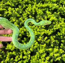 Load image into Gallery viewer, Juvenile Emerald Tree Boa (Male 3)