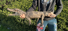 Load image into Gallery viewer, Sub-Adult Smooth-Fronted Caiman (Male)