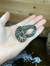 Load image into Gallery viewer, Baby Florida Kingsnake