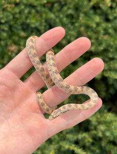 Crowned Leaf-Nosed Snake