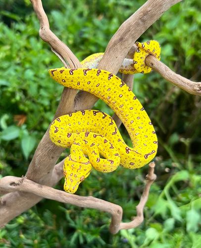 Baby Biak Green Tree Python (1)