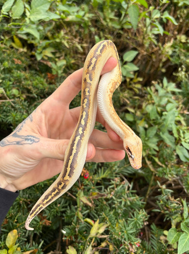 Baby Ivory Blood Python (Female 1)