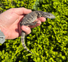 Load image into Gallery viewer, Baby Black Throat Monitor (3)