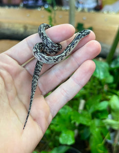 Baby Mosaic Florida Kingsnake