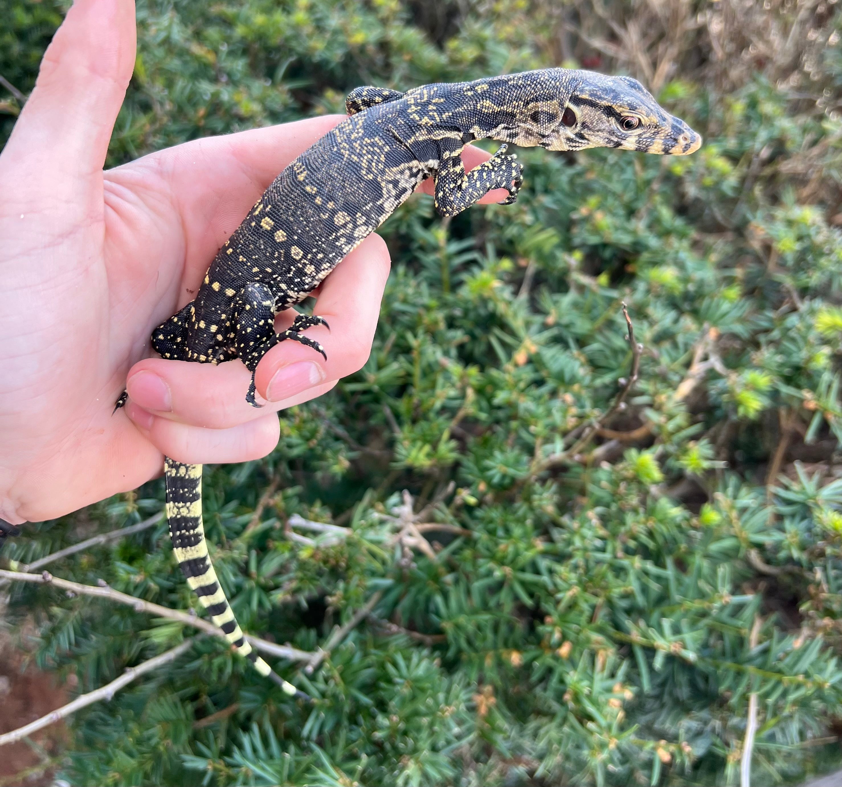 Baby Asian Water Monitor Scales and Tails of Ohio