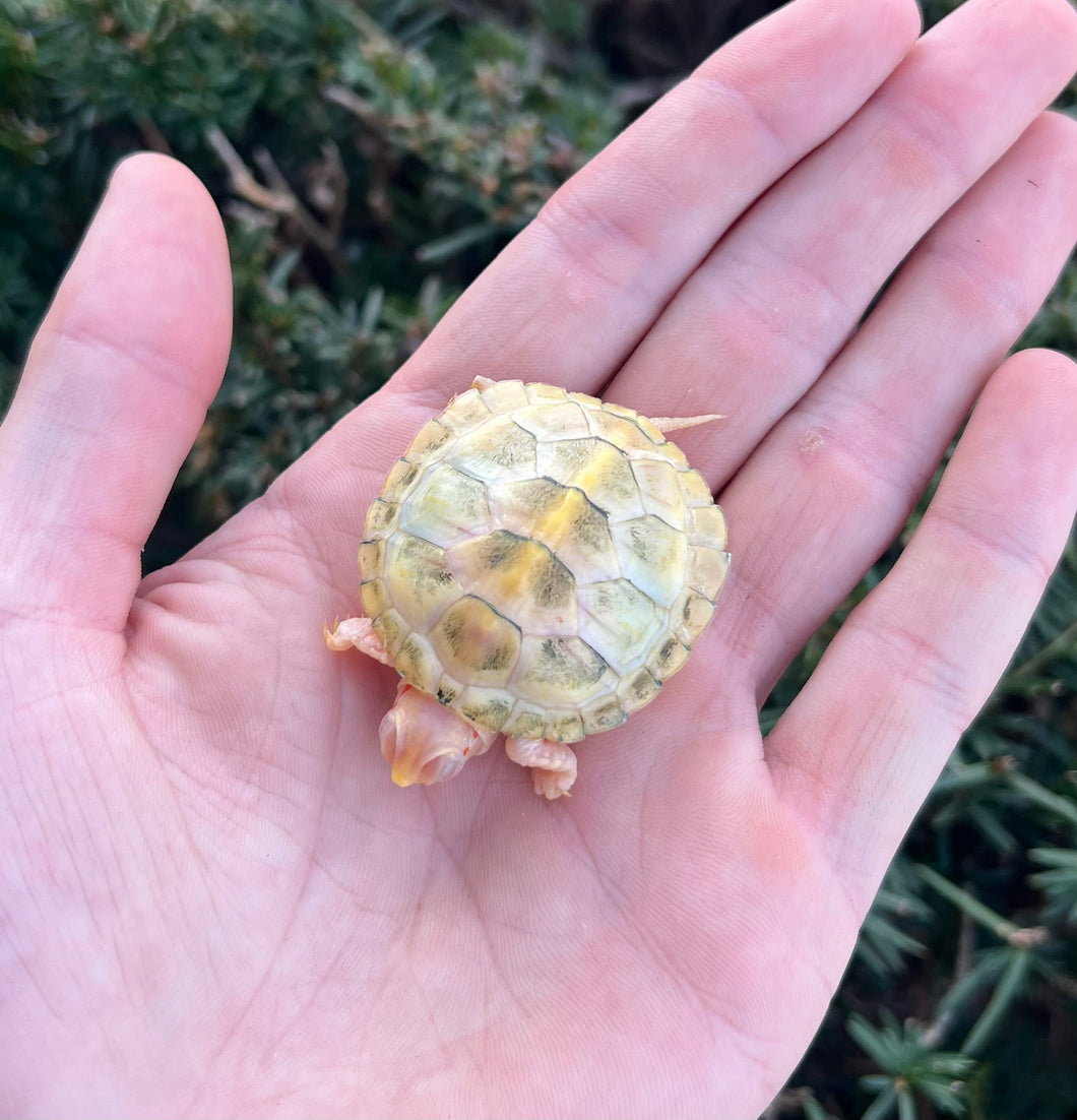 Baby Lubino Red-Eared Slider