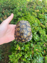 Load image into Gallery viewer, Adult Eastern Box Turtle (Male)