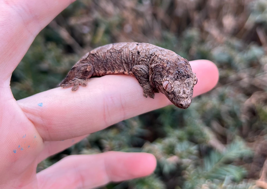 Juvenile Mainland Chahoua Gecko (3)