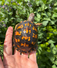 Load image into Gallery viewer, Juvenile Eastern Box Turtle