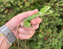 Load image into Gallery viewer, Baby Spiny-Tailed Iguana