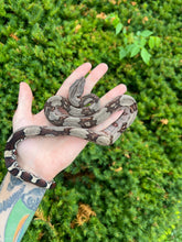 Load image into Gallery viewer, Baby Guyana Boa (Female 3)