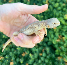 Load image into Gallery viewer, Baby Egyptian Uromastyx (2)