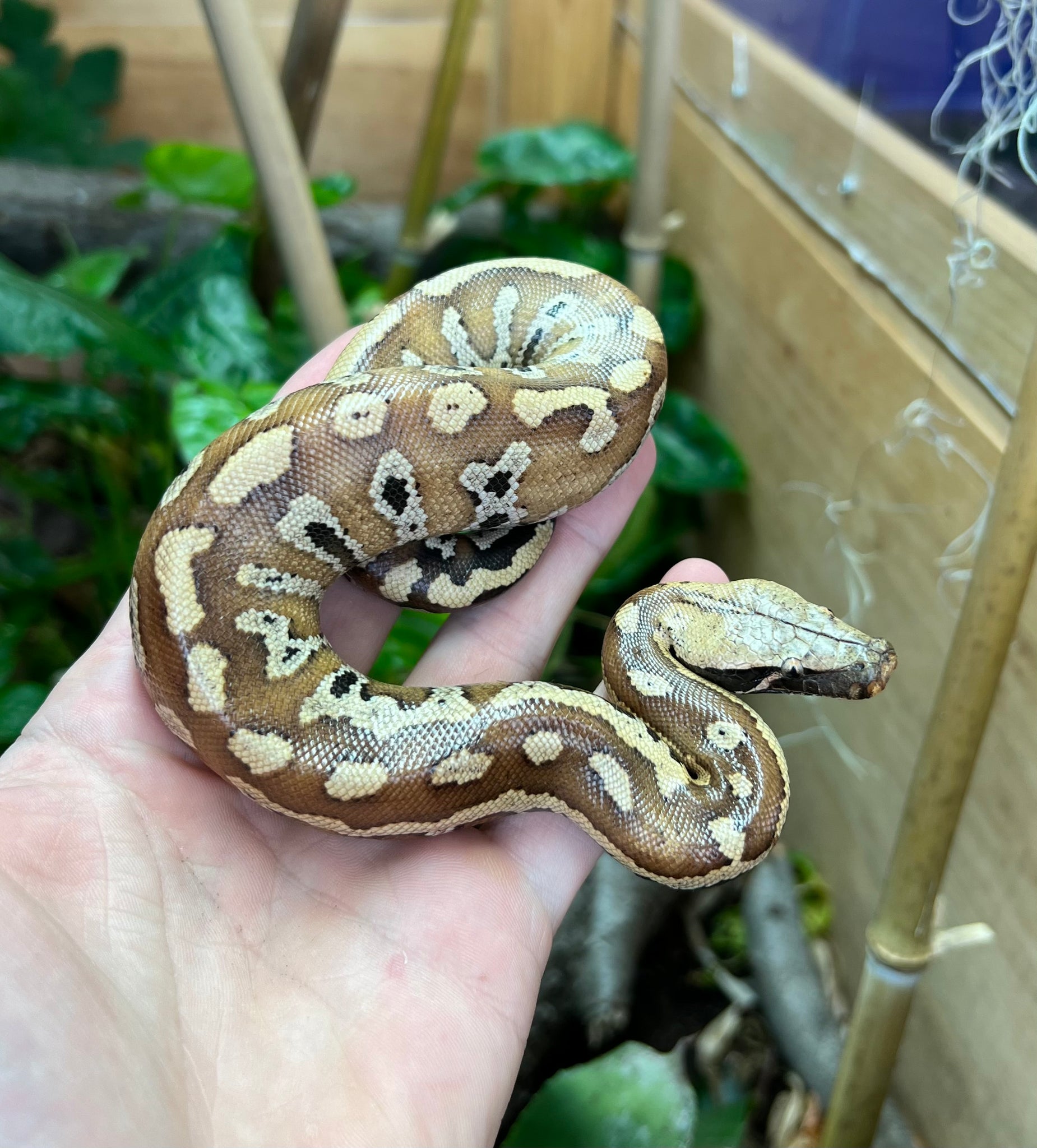 Sweetie Red Blood Python Baby Red Blood Python (Female 4) – Scales and Tails of Ohio