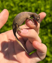 Load image into Gallery viewer, Satanic Leaf-Tailed Gecko (Female 1)