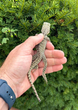 Load image into Gallery viewer, Small Australian Water Dragon (nip-tail 3)