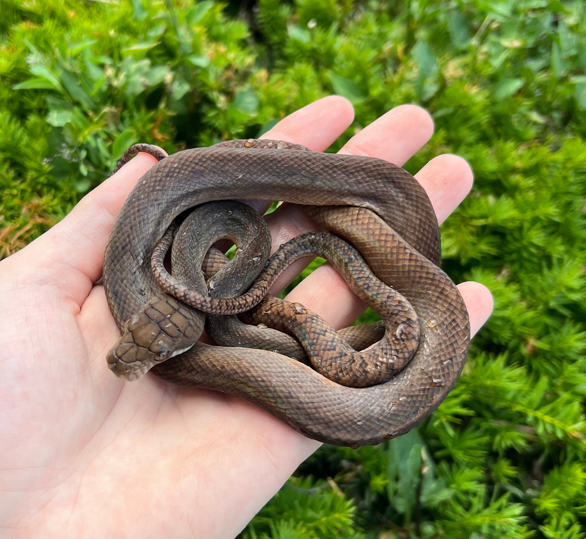 Scrub Python Adult Small Patternless Merauke Scrub Python (Male 2) – Scales and Tails of Ohio
