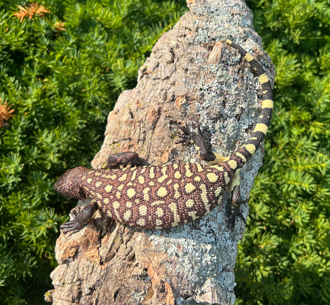 Baby Rio-Fuerte Beaded Lizard (6)